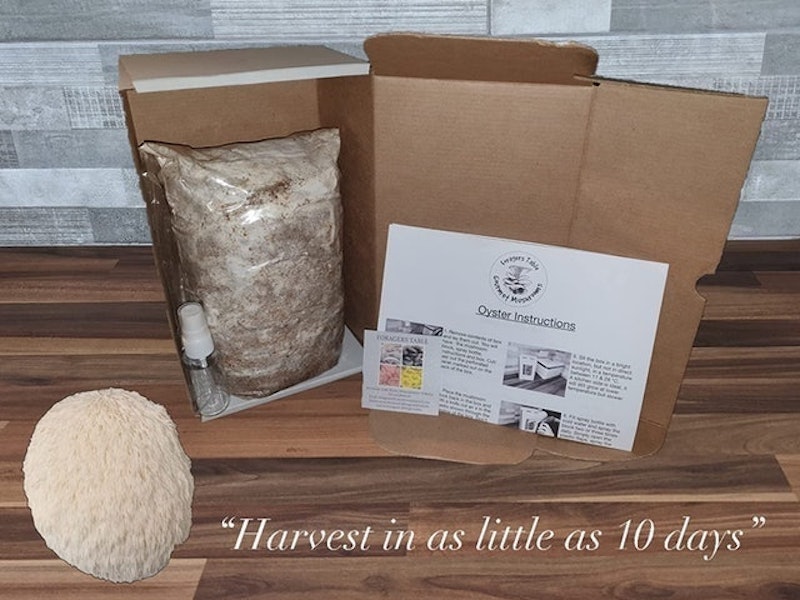 Lions Mane Mushroom Growing Kit 2
