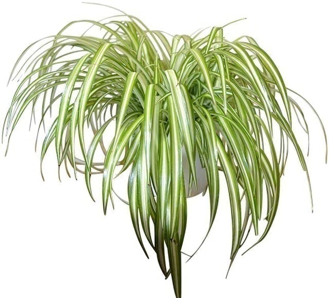 10 Best Cat-Safe Plants UK 2024 5
