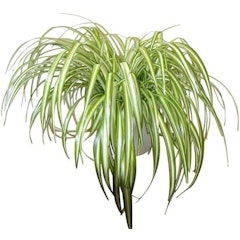 Chlorophytum Comosum - Indoor Spider Plant