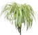 Garden Market Place Chlorophytum Comosum - Indoor Spider Plant 1