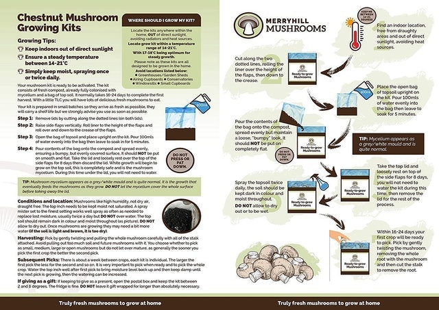 Chestnut Mushroom Growing Kit 3