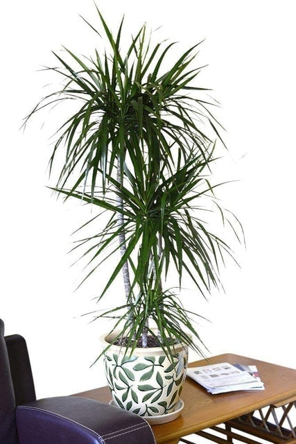 10 Best Air Purifying House Plants UK 2024 | Interior Designer Reviewed 3