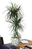 10 Best Air Purifying House Plants UK 2024 | Interior Designer Reviewed 3