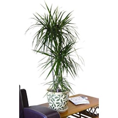 Madagascar Dragon Tree