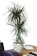 Garden Market Place Madagascar Dragon Tree 1