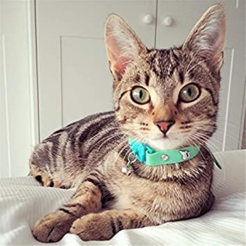 Meadow Cat Collar 3