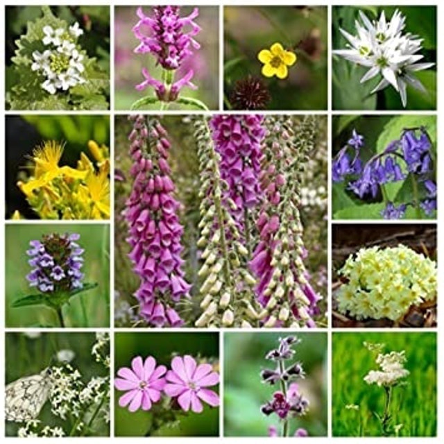 Woodland & Shade Mix 1