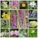RP Seeds Woodland & Shade Mix 1