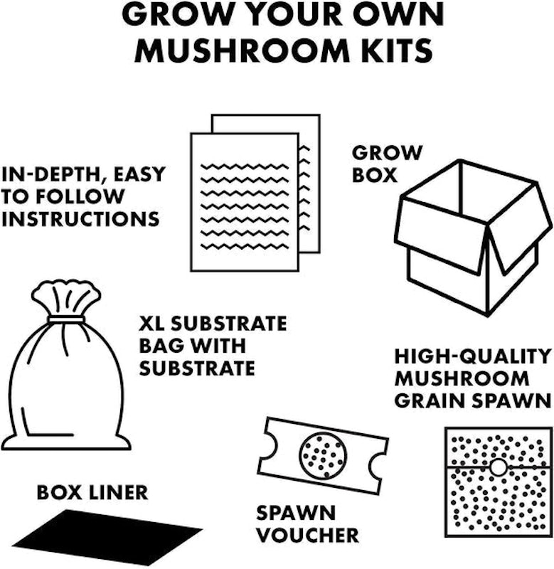 XL Oyster Mushroom Growing Kits 4
