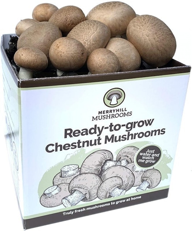 Chestnut Mushroom Growing Kit 2