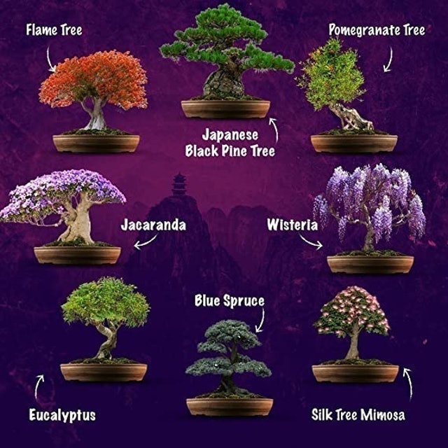 8 Easy Bonsai Starter Kit 2