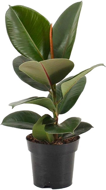 Rubber Plant 1