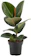 The GardenersDream Store Rubber Plant 1