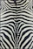 RIFCI Wild N Funky Zebra Rug 1