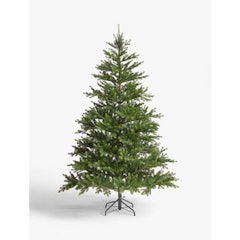Peruvian Pine Christmas Tree