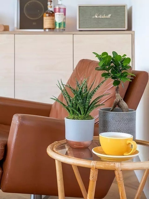 Zen Bonsai Set 4