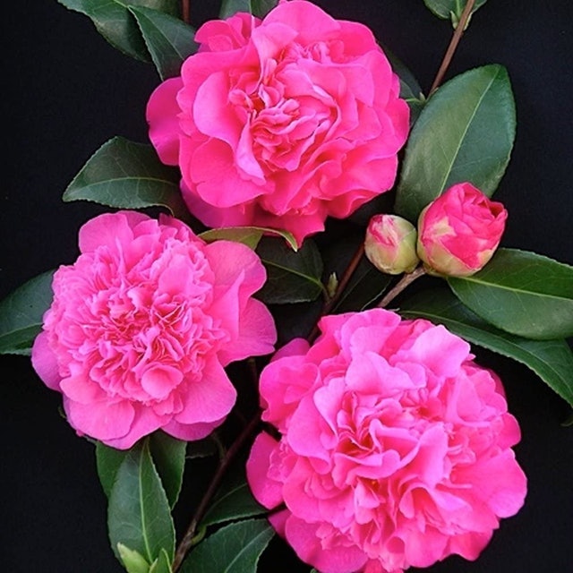 Camellia 1