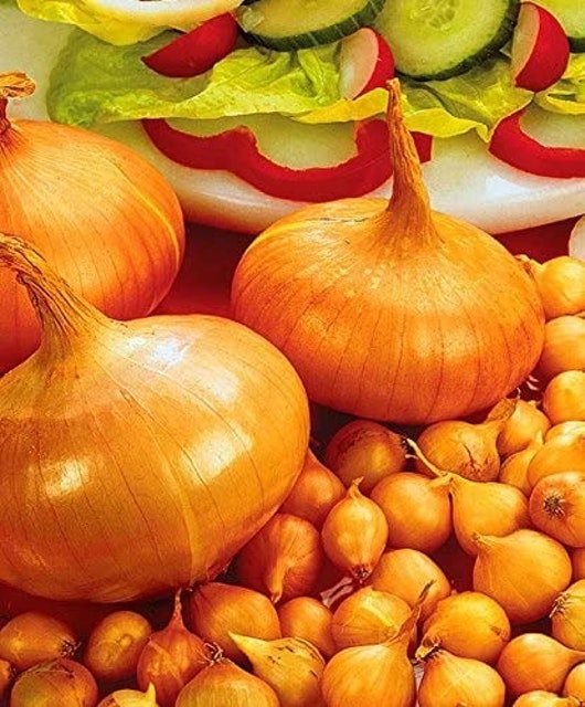 10 Best Easy to Grow Vegetables UK 2024 | Mr. Fothergill's, De Ree and More 3