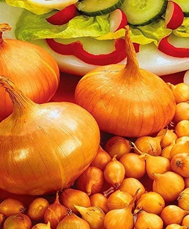 Planting Onions 1