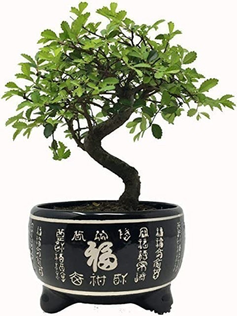 10 Best Bonsai Trees UK 2024 | The Little Botanical, Simply Plant and More 4