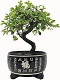 10 Best Bonsai Trees UK 2024 | The Little Botanical, Simply Plant and More 4
