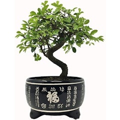 Chinese Elm Bonsai Tree in Black Ceramic Pot