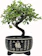 Bonsai2U Chinese Elm Bonsai Tree in Black Ceramic Pot 1