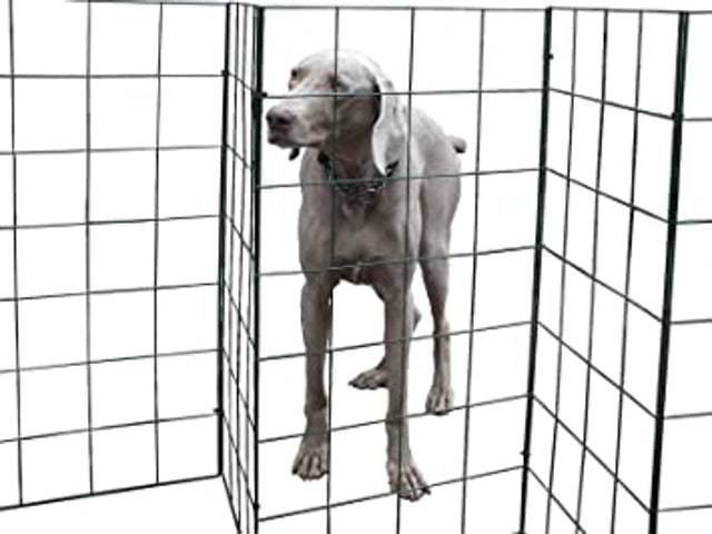 The Portable Dog Fence  1