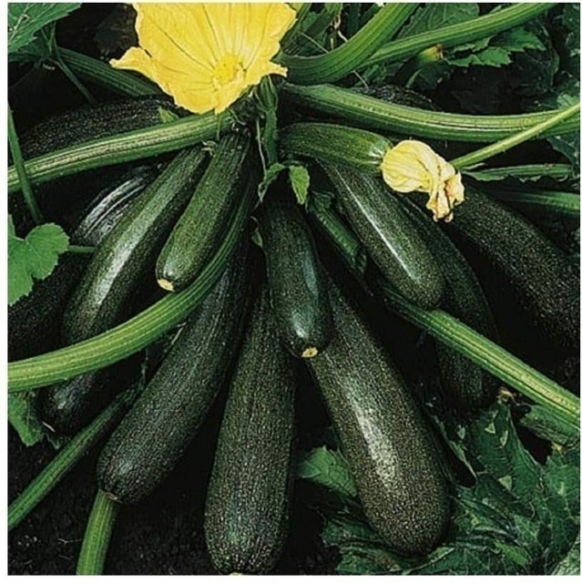 Courgette Ambassador Finest Seeds 1