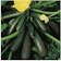Premier Seeds Direct Courgette Ambassador Finest Seeds 1