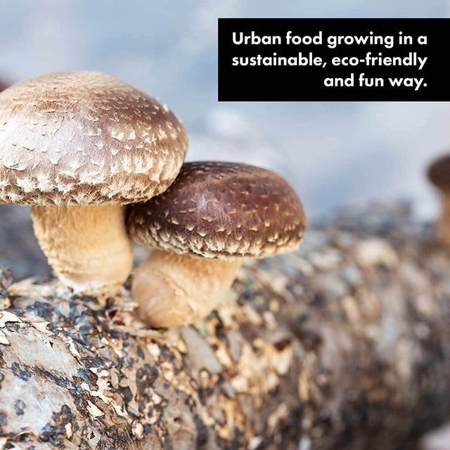 Shiitake Mushroom Log Growing Kit 3