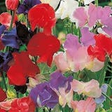 10 Best Easy To Grow Flower Seeds UK 2024 | Mr Fothergill's, Suttons and More 5