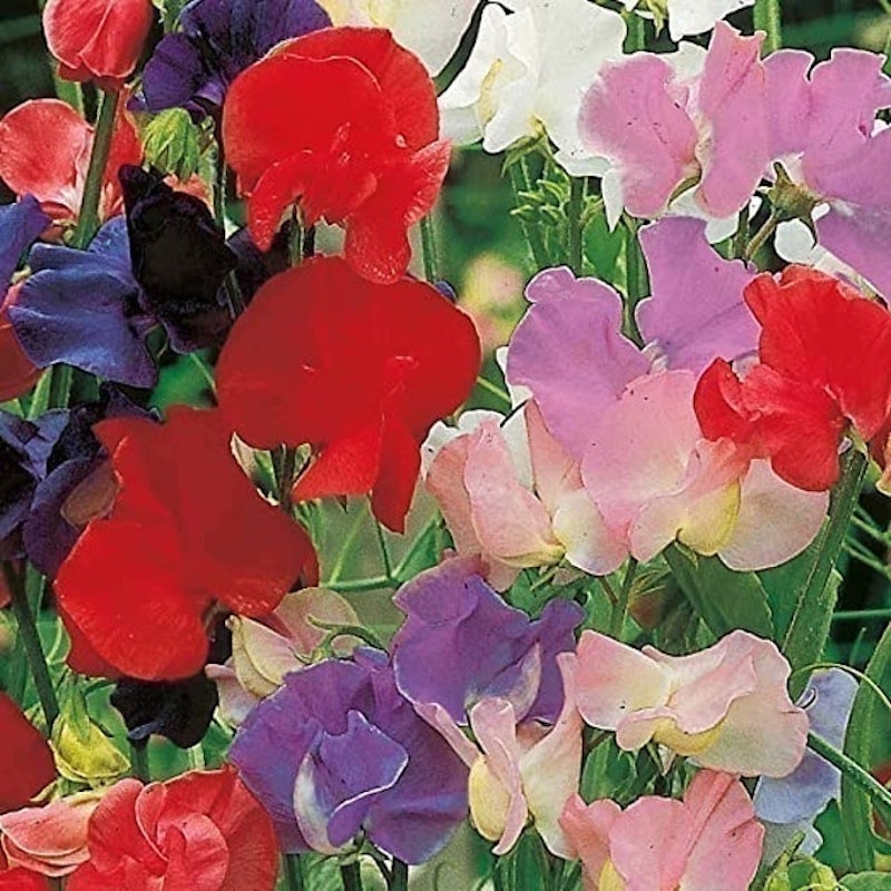 Sweet Pea Seeds - Old Fashioned Scented Mix 1