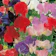 Suttons Seeds Sweet Pea Seeds - Old Fashioned Scented Mix 1