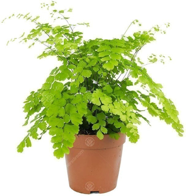 8 Best Plants for the Bathroom 2024 | UK Interior Designer Reviewed 3