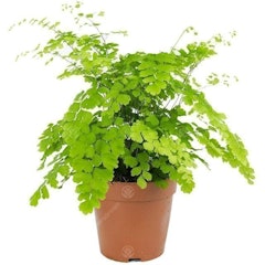 Maidenhair Fern