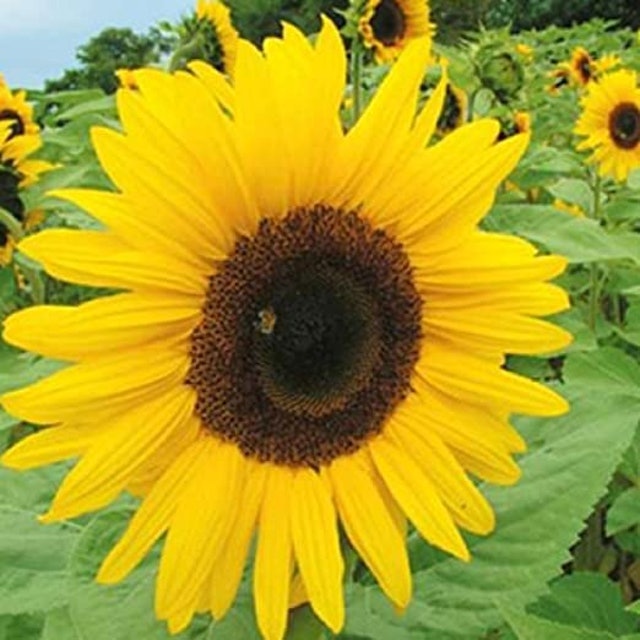 Sunflower 1