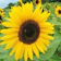 Pretty Wild Seeds Sunflower 1
