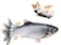 Nepfaivy Floppy Fish Cat Toy 1