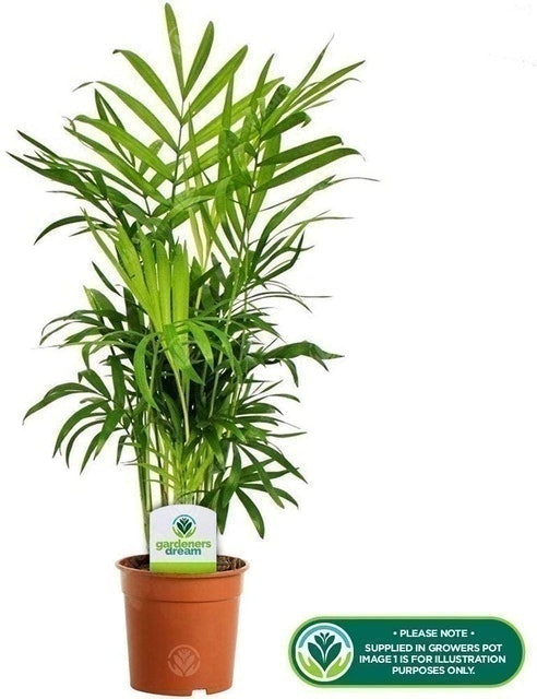 Chamaedorea Elegans - Parlour Palm 1