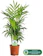 GardenersDream Chamaedorea Elegans - Parlour Palm 1