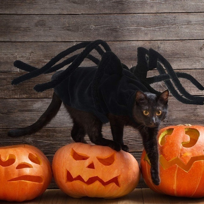 Halloween Spider Costume 2