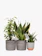The Little Botanical Plant Purifying Bundle 1