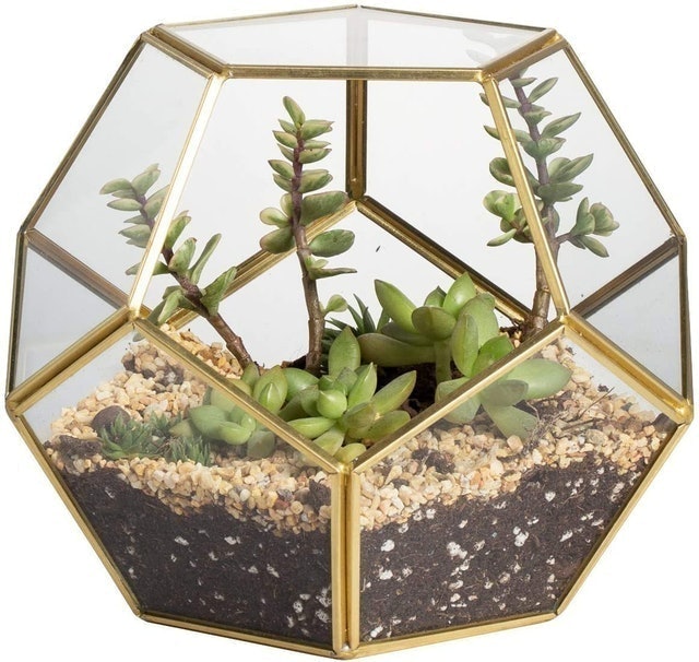 Pentagon Geometric Terrarium 2