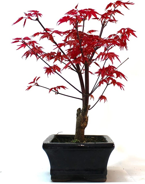 Japanese Maple Deshojo Bonsai 2