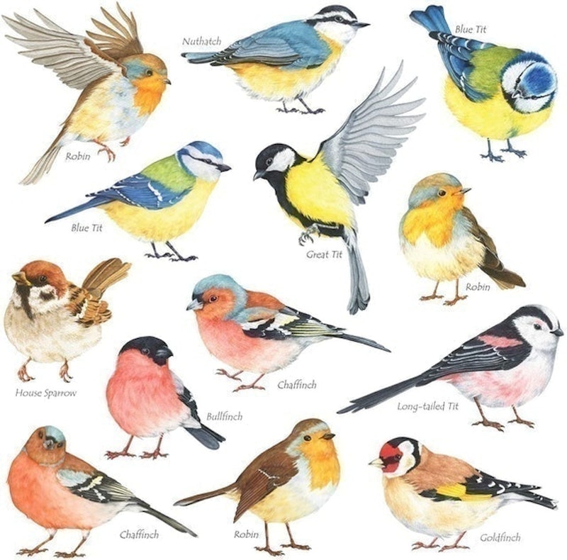 British Birds Wall Decals 1