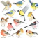 DECOWALL British Birds Wall Decals 1