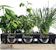 Viridescent DIY Indoor Herb Garden Kit 1