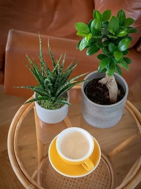 Zen Bonsai Set 3