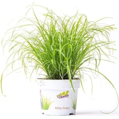 Cyperus Zumula - Cat Grass